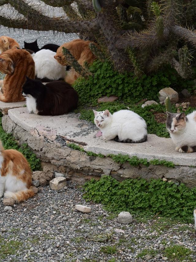 The Social Structure of Cat Colonies