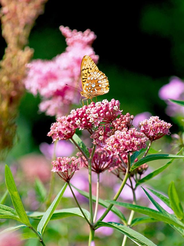 The Ultimate List of Water-Tolerant Perennial Flowers for Wet and Marshy Gardens