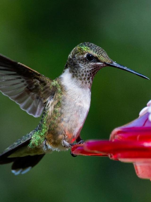 Tips for Attracting Hummingbirds with Your Feeder Setup