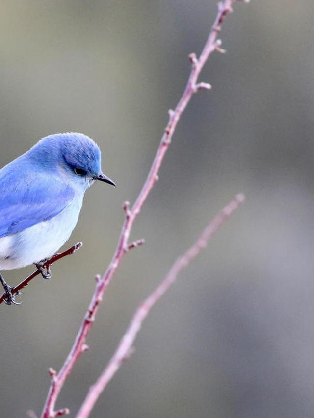 Top 10 Bird Identification Apps for Bird Watchers in 2024