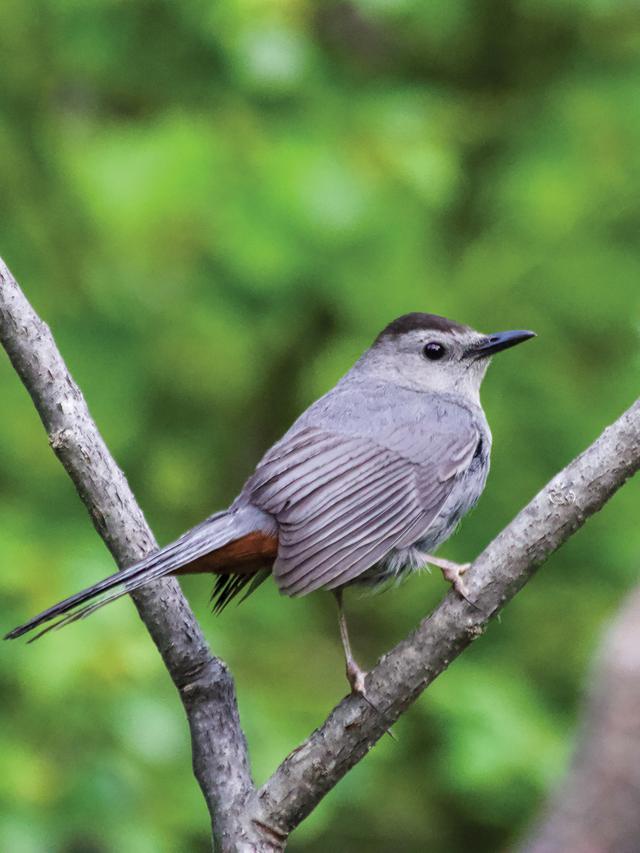 Top 10 Bird Species to Attract to Your Garden and How to Protect Them from Predators