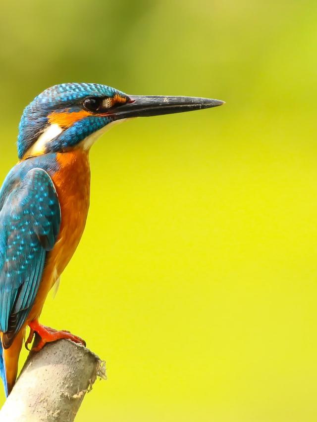 Top 10 Bird Species to Attract to Your Garden for Colorful and Musical Atmosphere