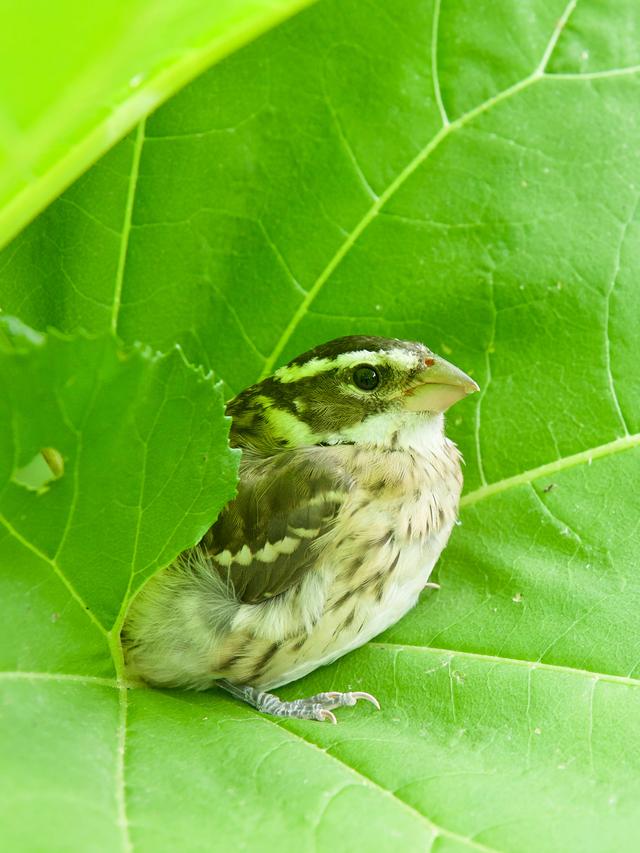 Top 10 Bird Species to Attract to Your Garden for Year-Round Birdwatching