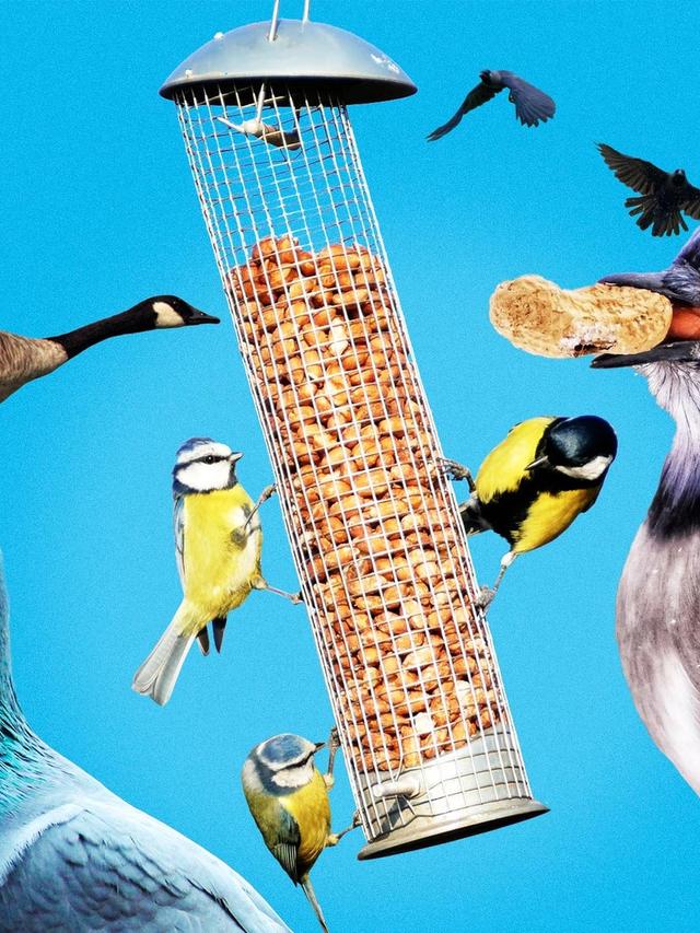 Top 10 Bird Species to Attract to Your Garden with Specific Bird Feeders