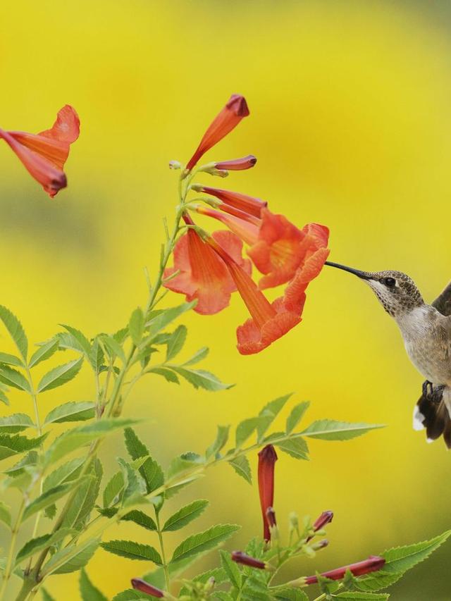 Top 10 Perennial Flowers for Hummingbirds