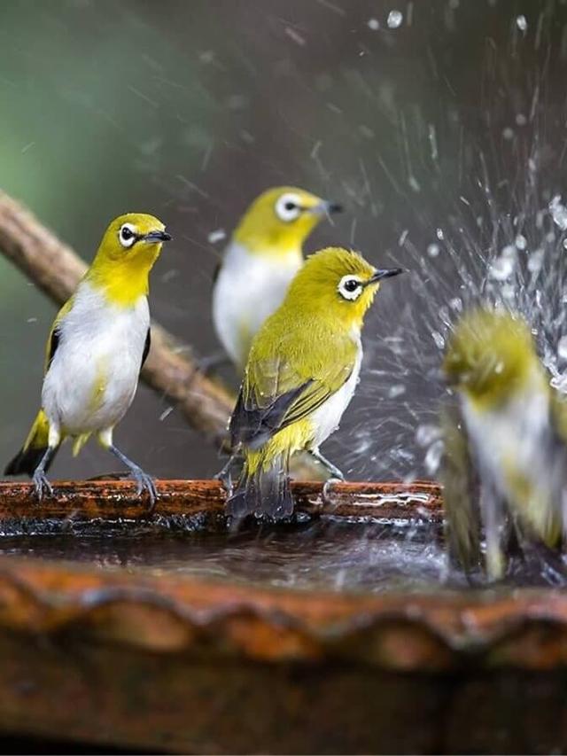 Top Bird Baths for Attracting Colorful Songbirds