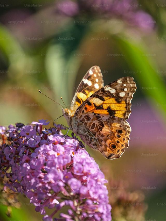 Top Perennial Flowers for Attracting Pollinators