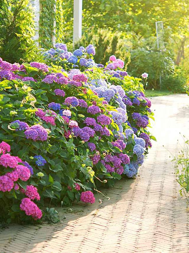 Top Perennial Flowers for Edges and Borders