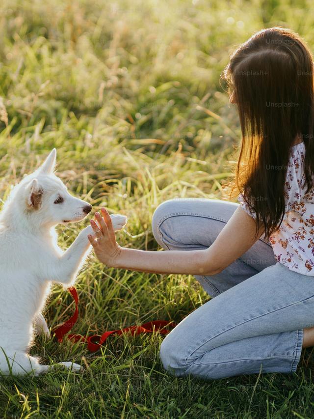 Training Tips for Puppies