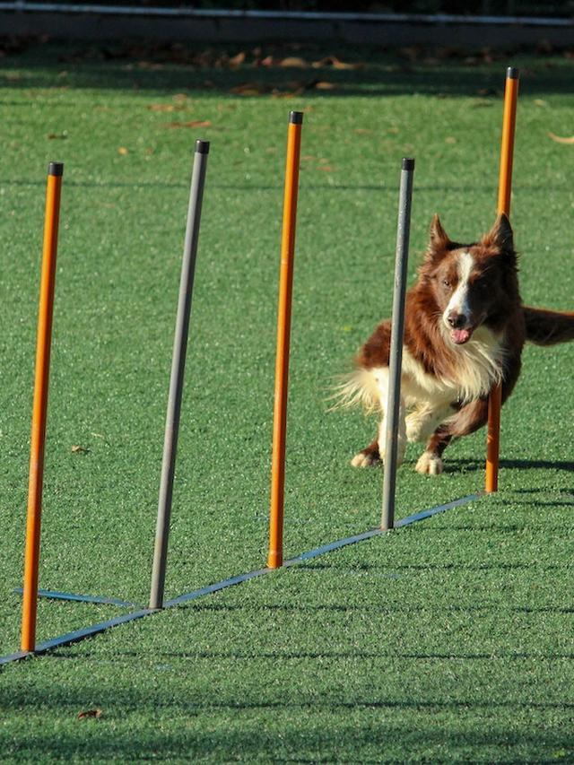 Training for Barn Hunt