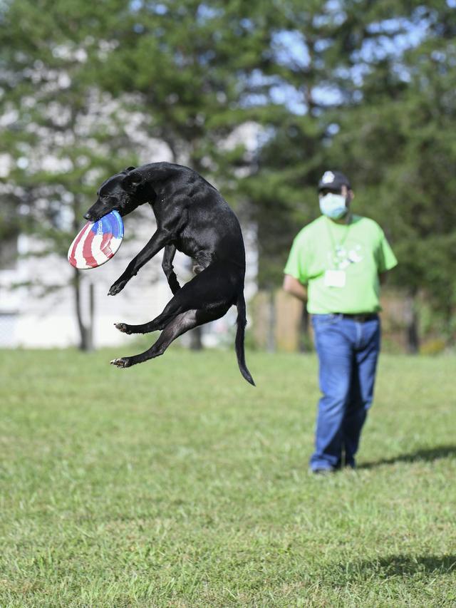 Training for Competitive Obedience