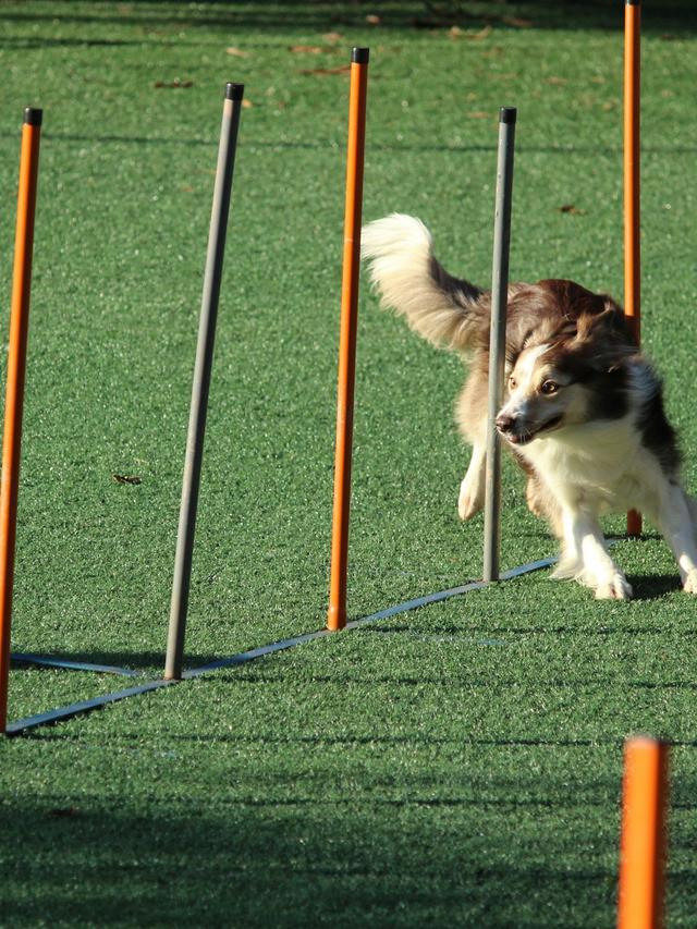 Training for Obedience Competitions