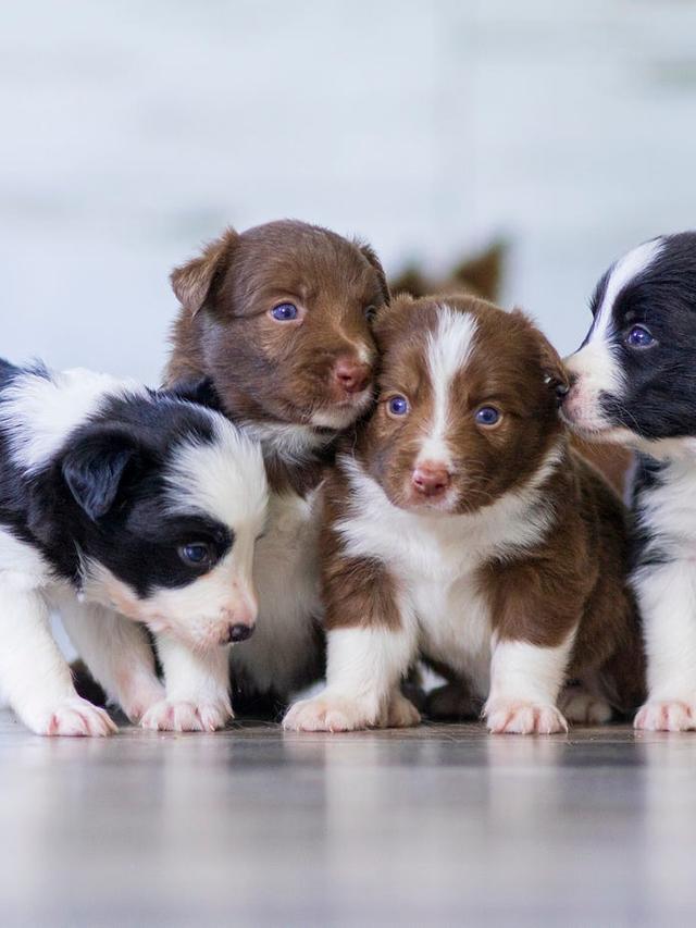 Understanding Dog Breeding