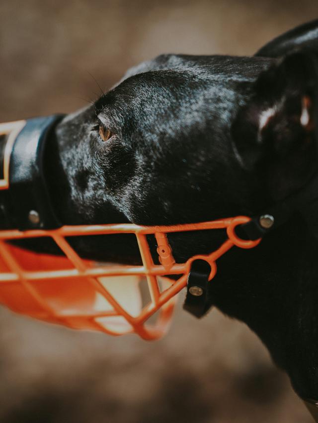 Understanding Dog Muzzle Shapes