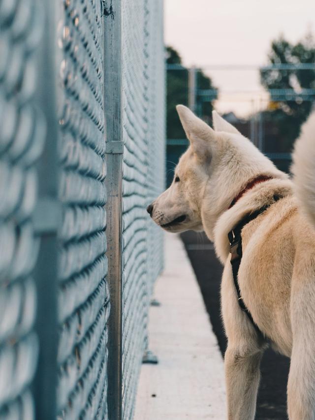 Understanding Dog Tail Types