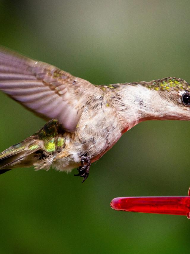 Understanding Hummingbirds as Primary Consumers in the Food Chain