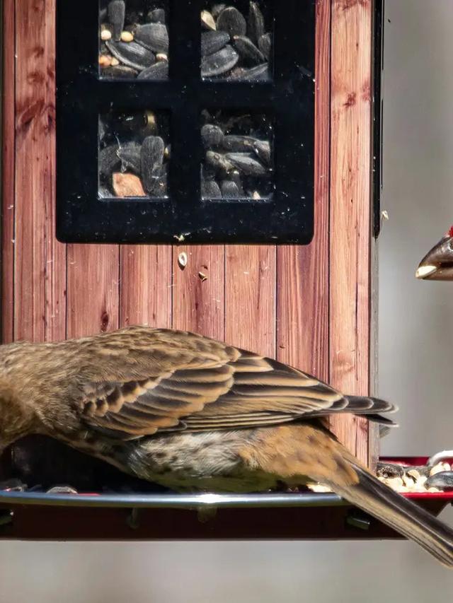 Understanding the Lifespan of Common Backyard Birds