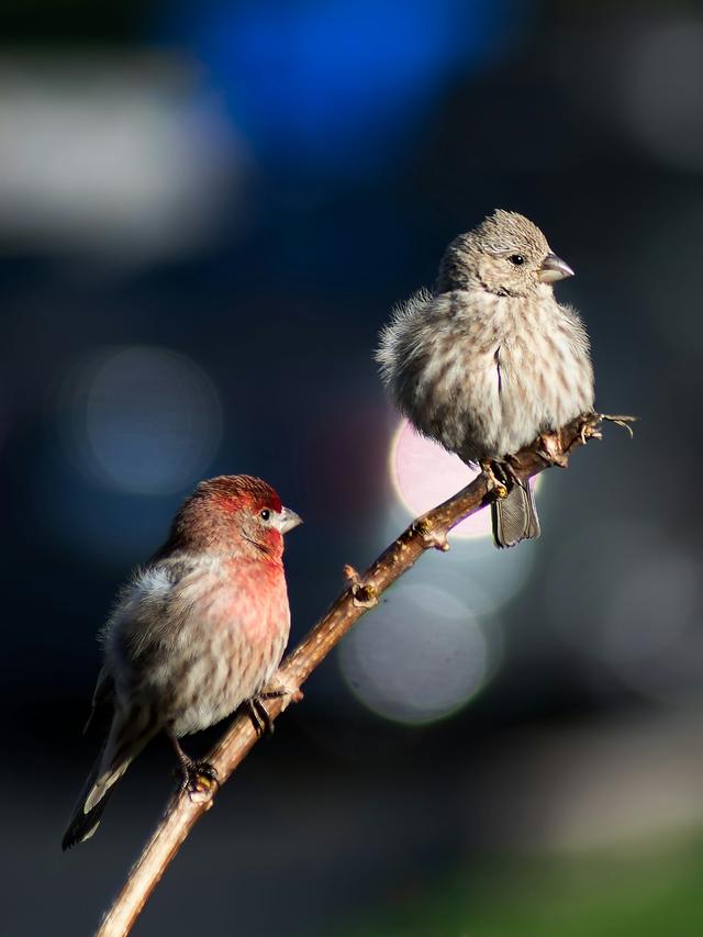 Understanding the Lifespan of Common Finches: House Finch and Goldfinch