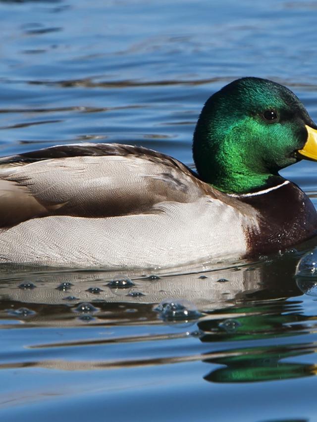 Understanding the Lifespan of Ducks: How Long Do Mallards Live?