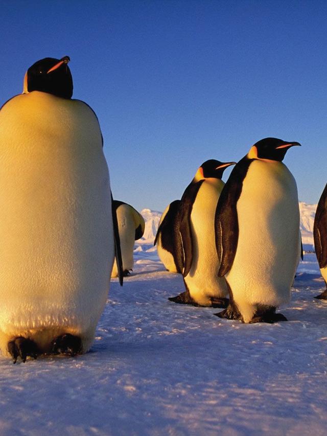 Understanding the Lifespan of Penguins: How Long Do Emperor Penguins Live?