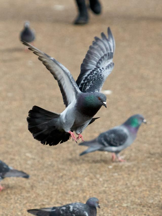 Understanding the Lifespan of Pigeons: How Long Do Rock Pigeons Live?