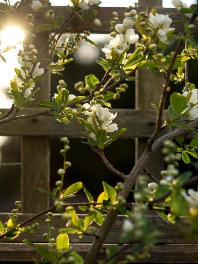 Using climbing and trailing plants to enhance combinations of perennials and annuals.