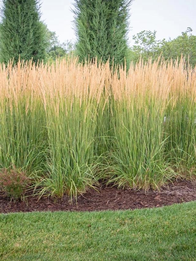 Using ornamental grasses as perennial underplantings.