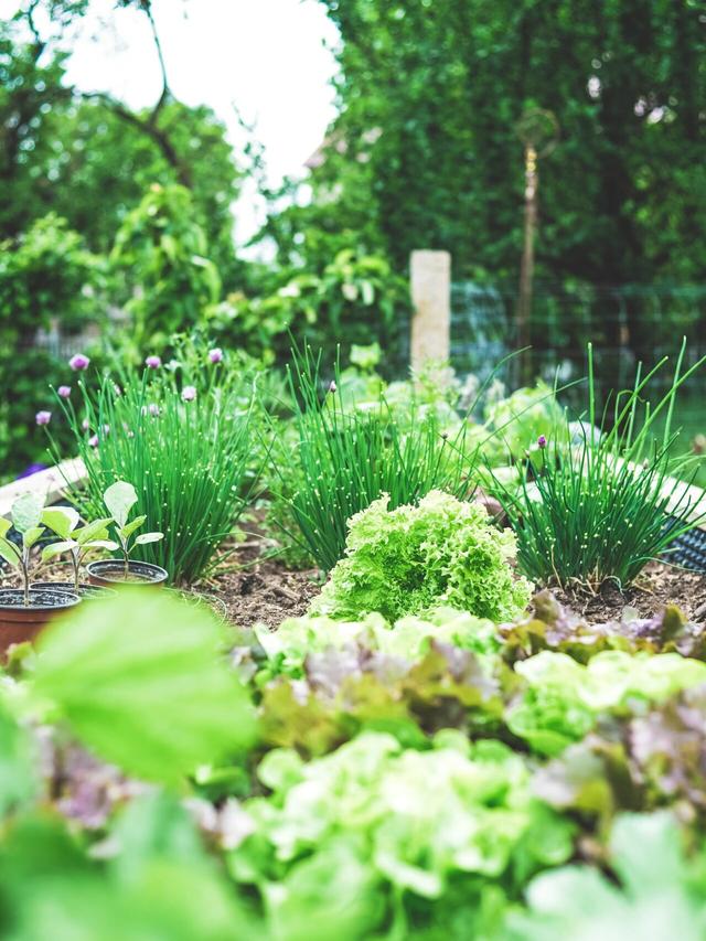 Utilizing raised beds and borders for integrating diverse plant types.