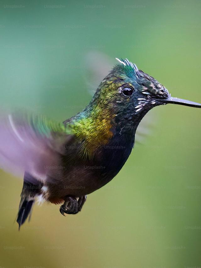 Water Sources: Essential Elements of Hummingbird Habitat Conservation