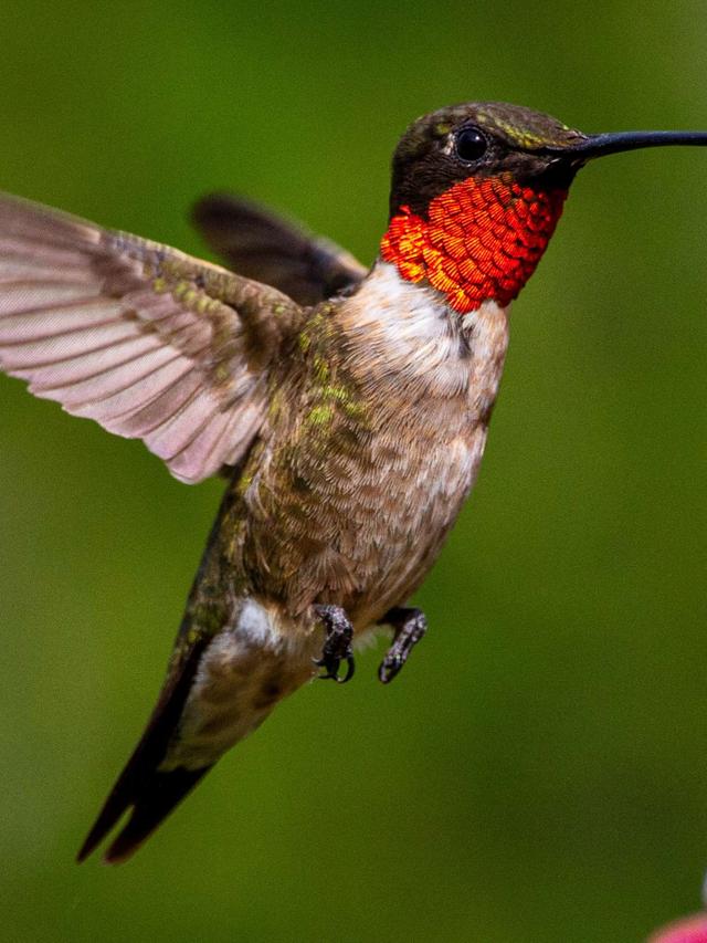 Water as a Social Hub: How Hummingbirds Gather and Communicate at Water Sources