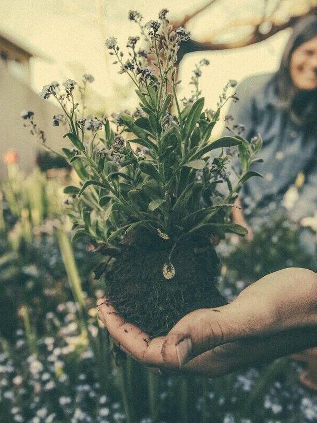 Winterizing Your Perennial Flower Garden