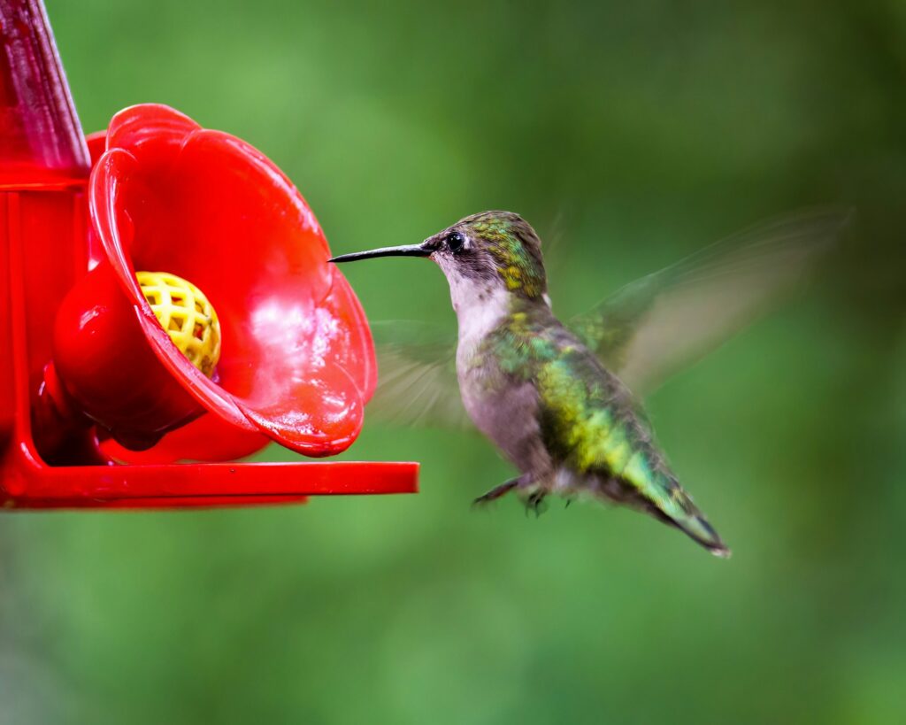 How to Set Up a Hummingbird Feeder