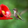 How to Set Up a Hummingbird Feeder