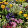 How to Combine Perennials and Annuals for Non-Stop Flowering Throughout the Season