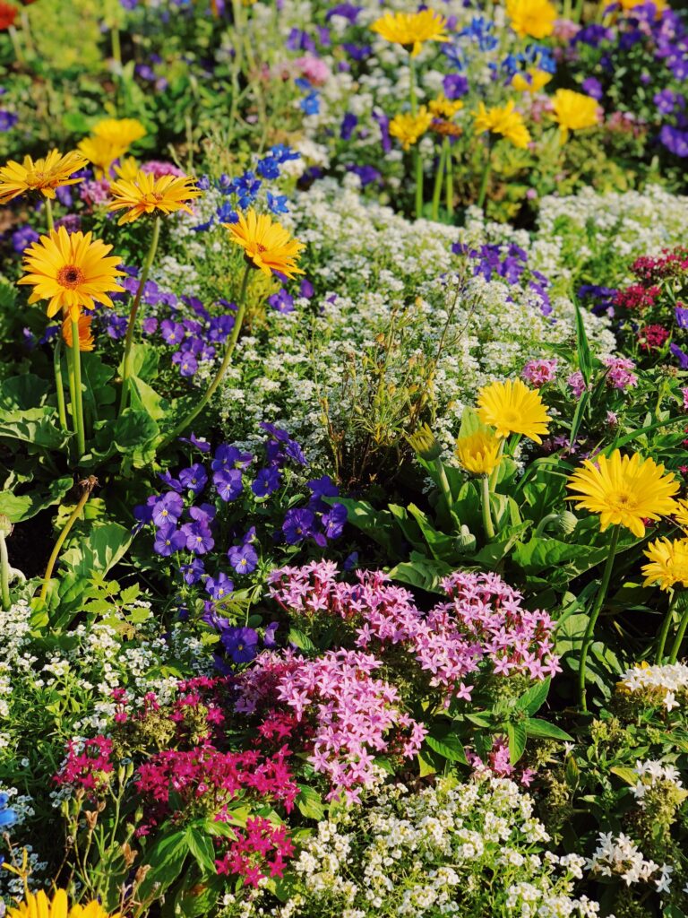 How to Combine Perennials and Annuals for Non-Stop Flowering Throughout the Season