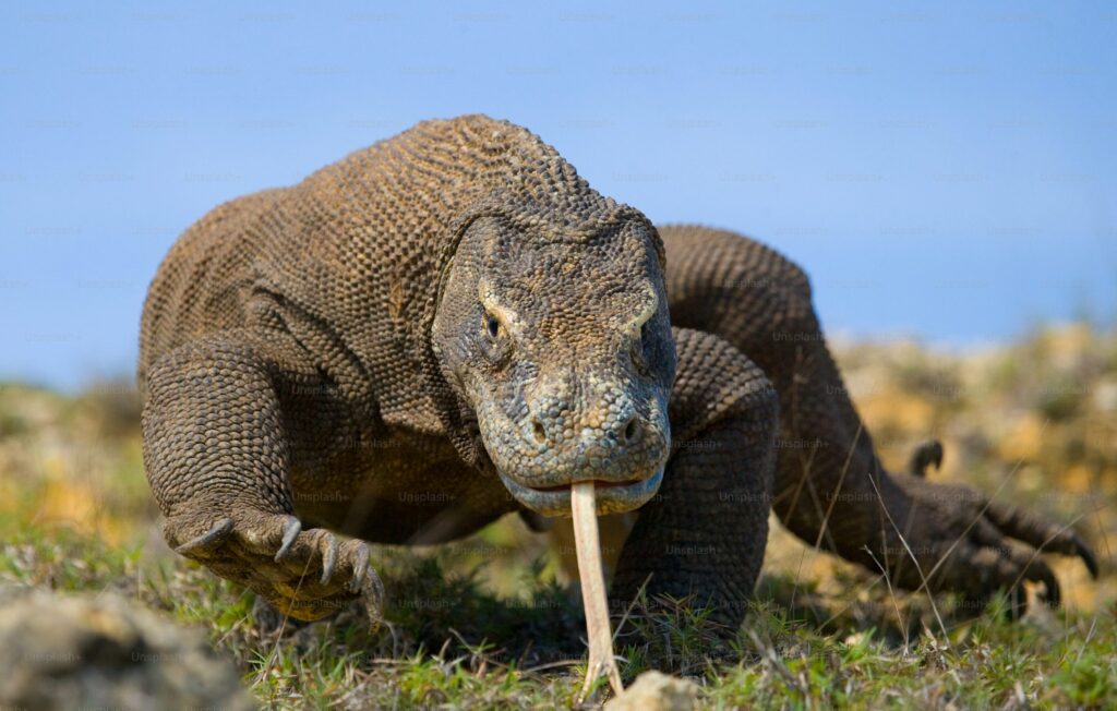 How Komodo Dragons Communicate