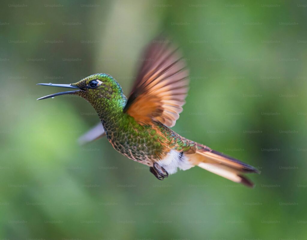 The Effects of Climate Change on Hummingbird Populations