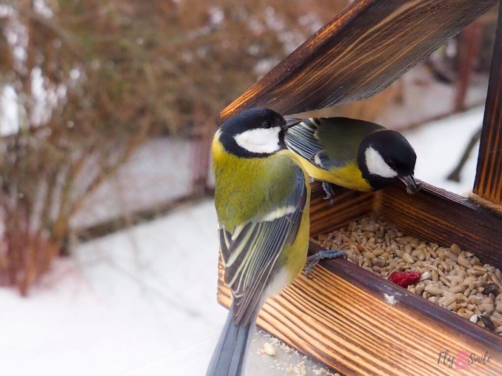 Creating a Bird-Friendly Winter Garden