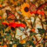 How to Grow a Butterfly Garden