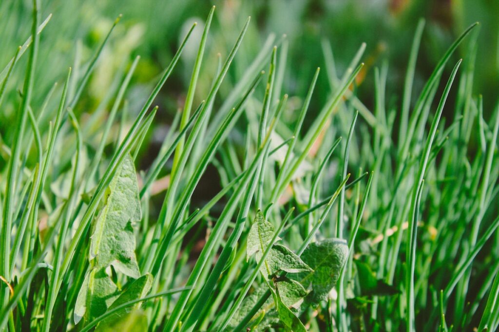 Apple Cider Vinegar as a Natural Weed Killer