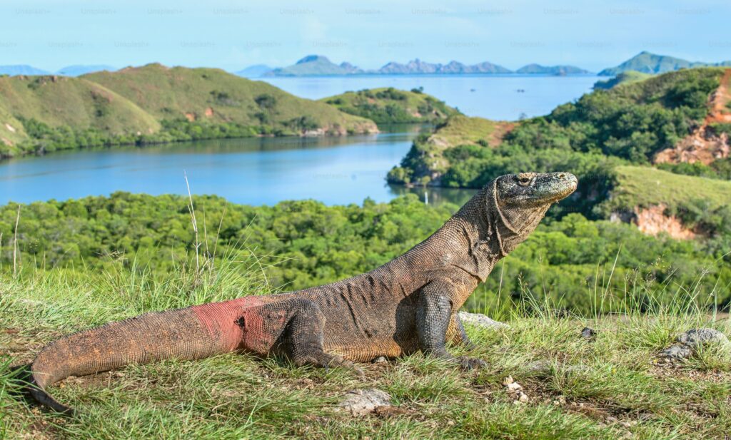 How Komodo Dragons Maintain Dominance in Their Habitat