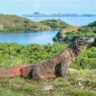 How Komodo Dragons Maintain Dominance in Their Habitat