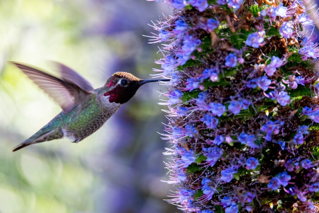 How to Attract Hummingbirds with Early-Blooming Perennials