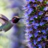 How to Attract Hummingbirds with Early-Blooming Perennials