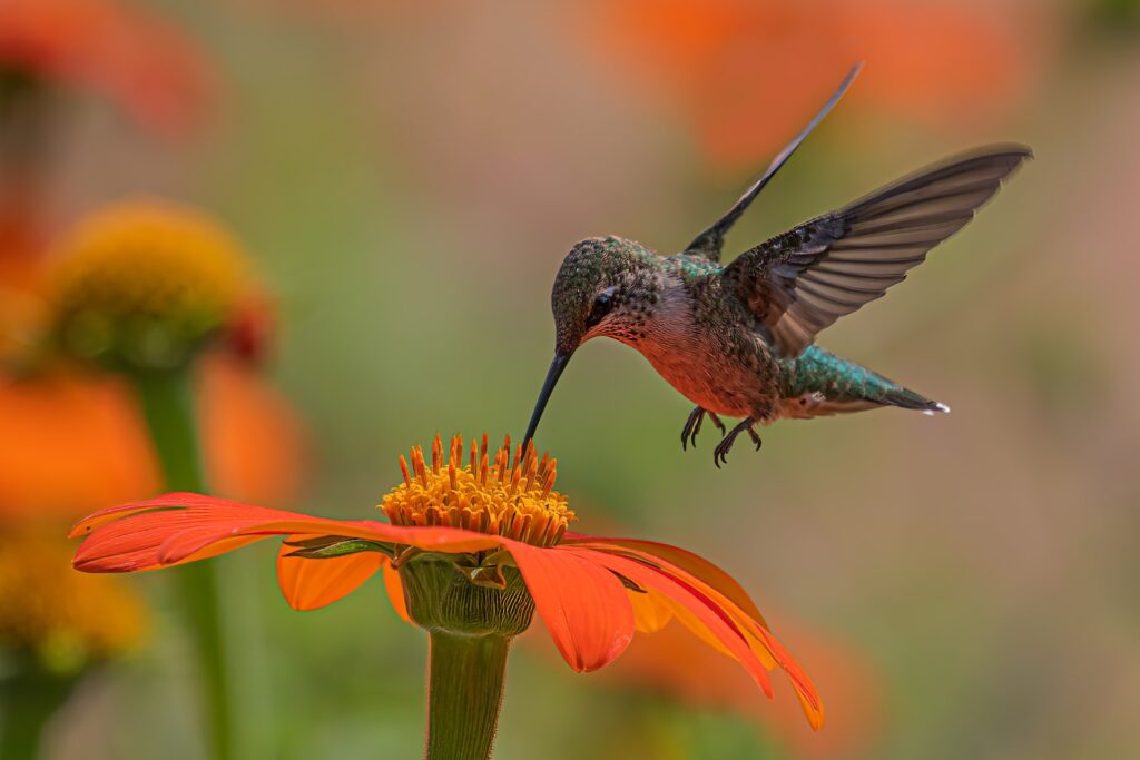 The Role of Hummingbirds in the Food Chain