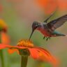 The Role of Hummingbirds in the Food Chain