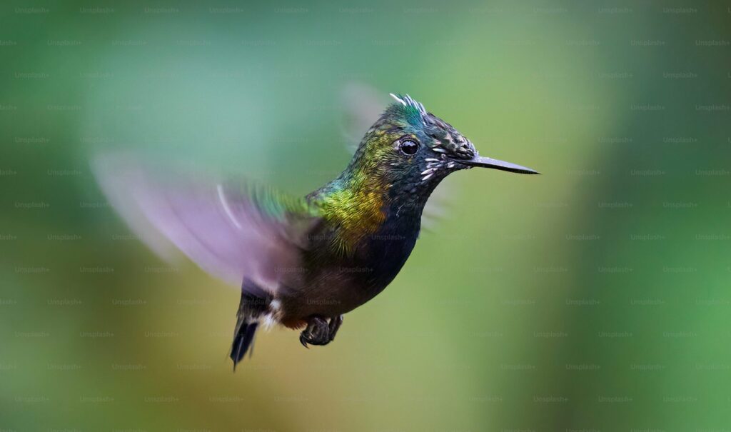 The Importance of Water Sources for Hummingbirds