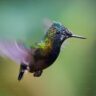 The Importance of Water Sources for Hummingbirds