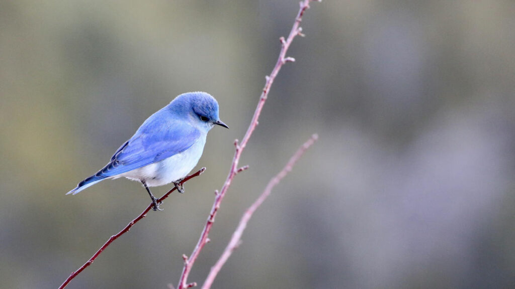 Best Bird Identification Apps for Bird Watchers