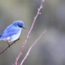 Best Bird Identification Apps for Bird Watchers